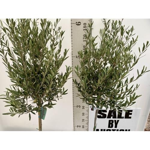 23 - TWO LARGE ITALIAN OLIVE STANDARD TREES APPROX 180CM IN HEIGHT IN 9 LTR POTS NO VAT TO BE SOLD FOR TH... 