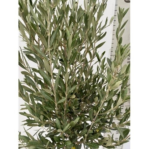 23 - TWO LARGE ITALIAN OLIVE STANDARD TREES APPROX 180CM IN HEIGHT IN 9 LTR POTS NO VAT TO BE SOLD FOR TH... 