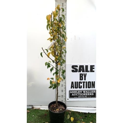 74 - ONE PEAR PYRUS FRUIT 'CONFERENCE' 170CM TALL IN A 12 LTR POT. PRODUCES SWEET JUICY FRUIT AND IS A GO... 