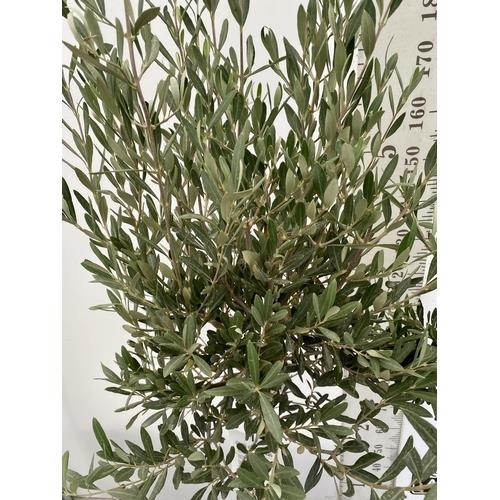 92 - TWO LARGE ITALIAN OLIVE STANDARD TREES OVER 190CM IN HEIGHT IN 9 LTR POTS NO VAT TO BE SOLD FOR THE ... 