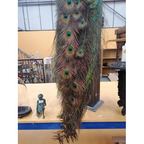 58 - A TAXIDERMY PEACOCK WITH MAGNIFICENT TAIL FEATHERS ON A WOODEN COLUMN