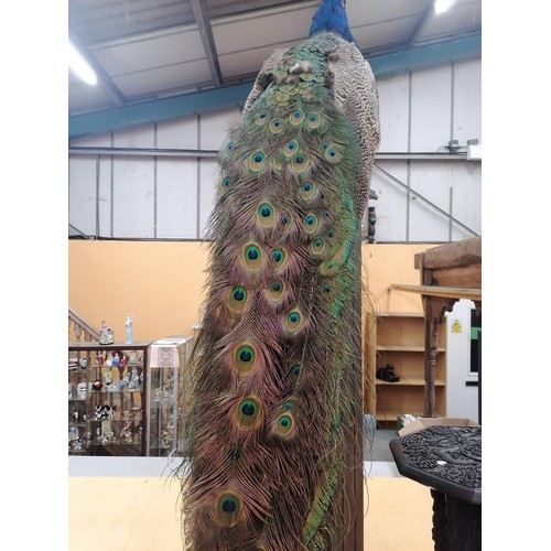 58 - A TAXIDERMY PEACOCK WITH MAGNIFICENT TAIL FEATHERS ON A WOODEN COLUMN