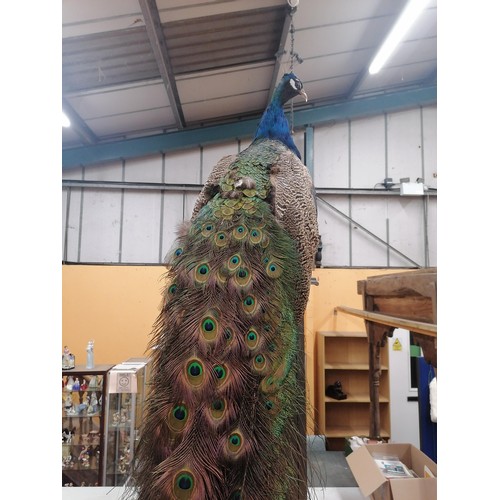 58 - A TAXIDERMY PEACOCK WITH MAGNIFICENT TAIL FEATHERS ON A WOODEN COLUMN