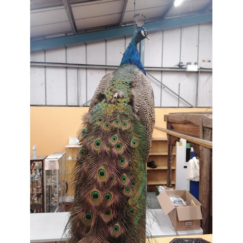 58 - A TAXIDERMY PEACOCK WITH MAGNIFICENT TAIL FEATHERS ON A WOODEN COLUMN