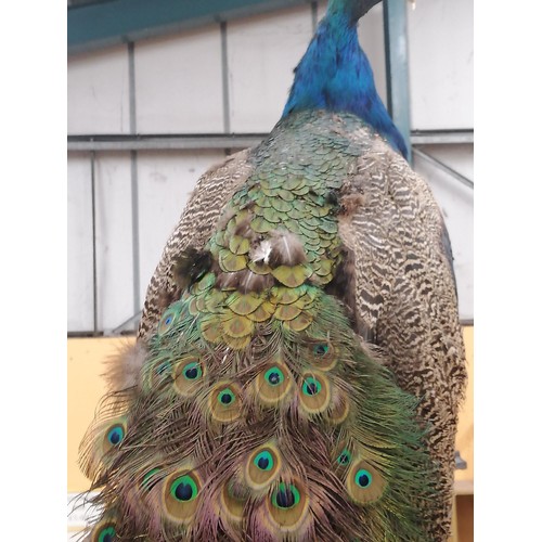 58 - A TAXIDERMY PEACOCK WITH MAGNIFICENT TAIL FEATHERS ON A WOODEN COLUMN