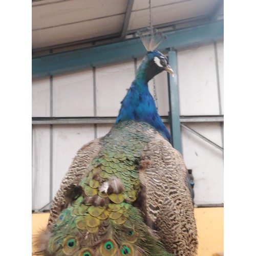 58 - A TAXIDERMY PEACOCK WITH MAGNIFICENT TAIL FEATHERS ON A WOODEN COLUMN