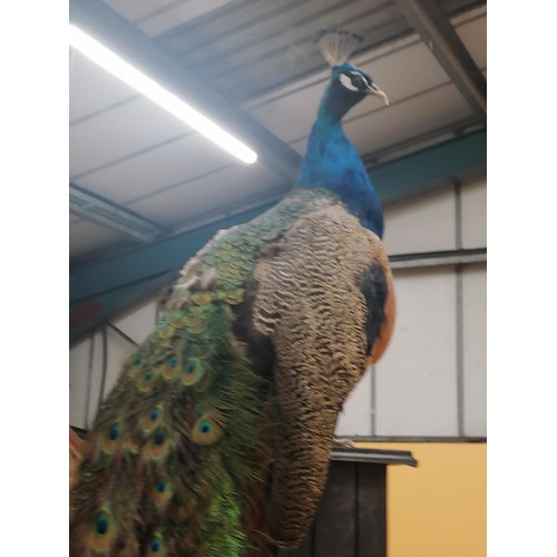 58 - A TAXIDERMY PEACOCK WITH MAGNIFICENT TAIL FEATHERS ON A WOODEN COLUMN