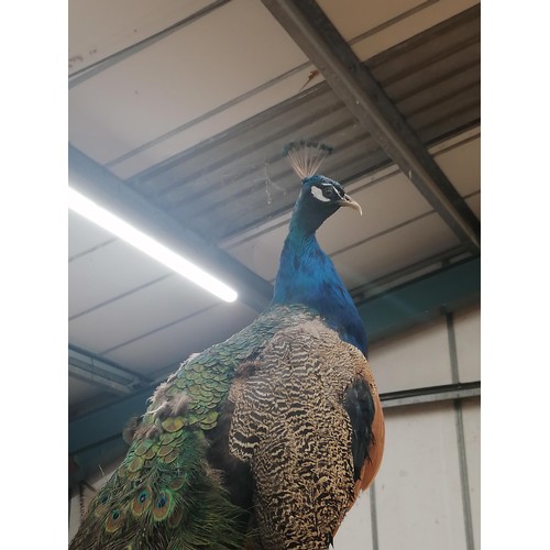 58 - A TAXIDERMY PEACOCK WITH MAGNIFICENT TAIL FEATHERS ON A WOODEN COLUMN