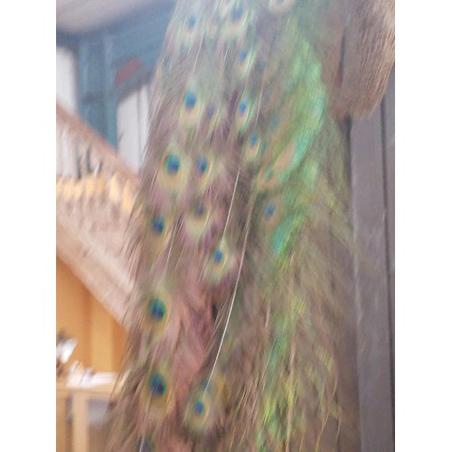 58 - A TAXIDERMY PEACOCK WITH MAGNIFICENT TAIL FEATHERS ON A WOODEN COLUMN