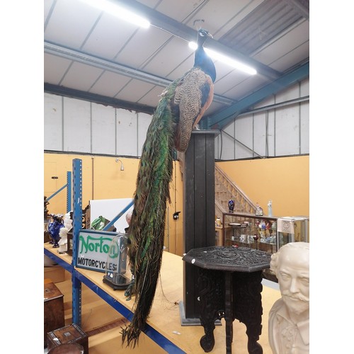 58 - A TAXIDERMY PEACOCK WITH MAGNIFICENT TAIL FEATHERS ON A WOODEN COLUMN