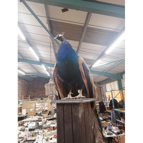 58 - A TAXIDERMY PEACOCK WITH MAGNIFICENT TAIL FEATHERS ON A WOODEN COLUMN