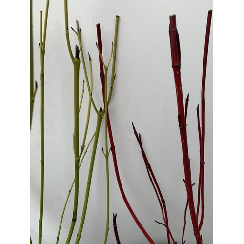 13 - TWO CORNUS VARIETIES, BRIGHT GREEN 'FLAVIRAMEA' AND RED 'SIBIRICA'. IN 2 LTR POTS, APPROX 60CM IN HE... 