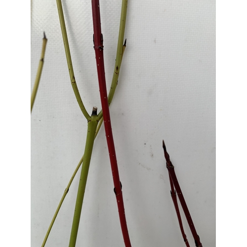 13 - TWO CORNUS VARIETIES, BRIGHT GREEN 'FLAVIRAMEA' AND RED 'SIBIRICA'. IN 2 LTR POTS, APPROX 60CM IN HE... 