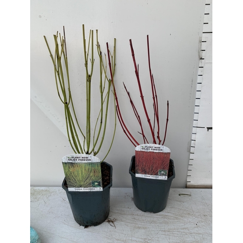 13 - TWO CORNUS VARIETIES, BRIGHT GREEN 'FLAVIRAMEA' AND RED 'SIBIRICA'. IN 2 LTR POTS, APPROX 60CM IN HE... 