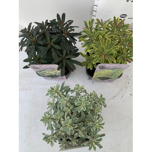 7 - THREE EUPHORBIA VARIETIES 'PURPUREA', 'ASCOTT RAINBOW' AND 'SILVER SWAN'. IN 2 LTR POTS. APPROX 30CM... 