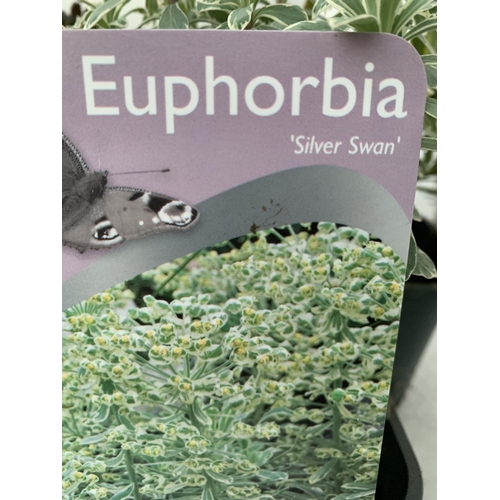 7 - THREE EUPHORBIA VARIETIES 'PURPUREA', 'ASCOTT RAINBOW' AND 'SILVER SWAN'. IN 2 LTR POTS. APPROX 30CM... 