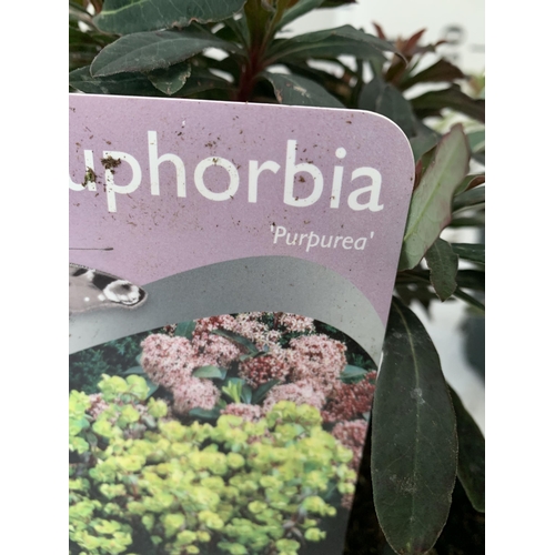 7 - THREE EUPHORBIA VARIETIES 'PURPUREA', 'ASCOTT RAINBOW' AND 'SILVER SWAN'. IN 2 LTR POTS. APPROX 30CM... 