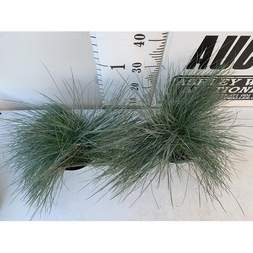 8 - TWO FESTUCA GLAUCA 'INTENSE BLUE' GRASSES IN 2 LTR POTS. APPROX 40CM IN HEIGHT, TO BE SOLD FOR THE T... 