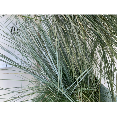 8 - TWO FESTUCA GLAUCA 'INTENSE BLUE' GRASSES IN 2 LTR POTS. APPROX 40CM IN HEIGHT, TO BE SOLD FOR THE T... 