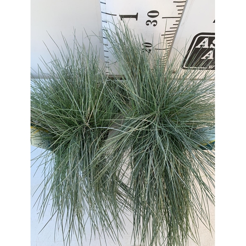 8 - TWO FESTUCA GLAUCA 'INTENSE BLUE' GRASSES IN 2 LTR POTS. APPROX 40CM IN HEIGHT, TO BE SOLD FOR THE T... 