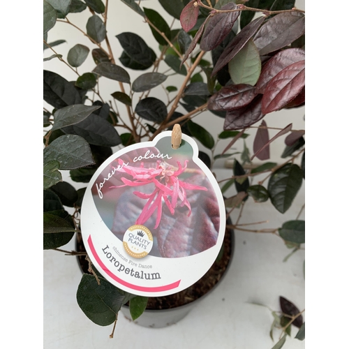 9 - TWO LOROPETALUM CHINESE FRINGE FLOWER 'FIRE DANCE' IN 2 LTR POTS. EVERGREEN WITH BRIGHT PINK STRAP F... 