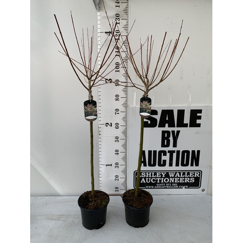 12 - TWO SALIX INTEGRA HAKURO- NISHIKI IN 3 LTR POTS. APPROX 130CM IN HEIGHT TO BE SOLD FOR THE TWO