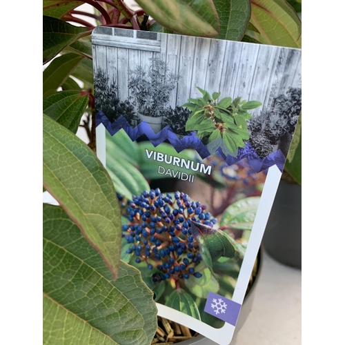 17 - TWO VIBURNUM DAVIDII IN 2 LTR POTS. HAS VIBRANT BLACK BERRIES IN SUMMER. APPROX 40CM IN HEIGHT TO BE... 