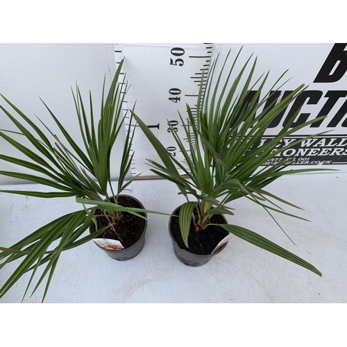 18 - TWO CHAMAEROPS HUMILIS PLANTS IN 2 LTR POTS. APPROX 60CM IN HEIGHT TO BE SOLD FOR THE TWO