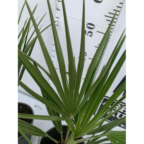 18 - TWO CHAMAEROPS HUMILIS PLANTS IN 2 LTR POTS. APPROX 60CM IN HEIGHT TO BE SOLD FOR THE TWO