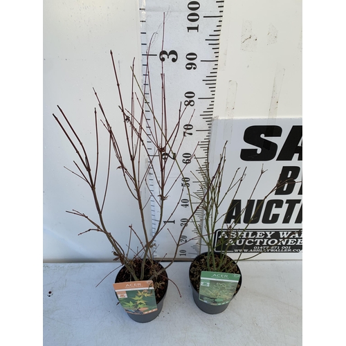 20 - TWO ACER PALMATUMS 'KATSURA' AND 'BUTTERFLY' IN BUD IN 3 LTR POTS. APPROX 80-100CM IN HEIGHT TO BE S... 