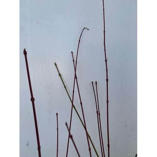 20 - TWO ACER PALMATUMS 'KATSURA' AND 'BUTTERFLY' IN BUD IN 3 LTR POTS. APPROX 80-100CM IN HEIGHT TO BE S... 