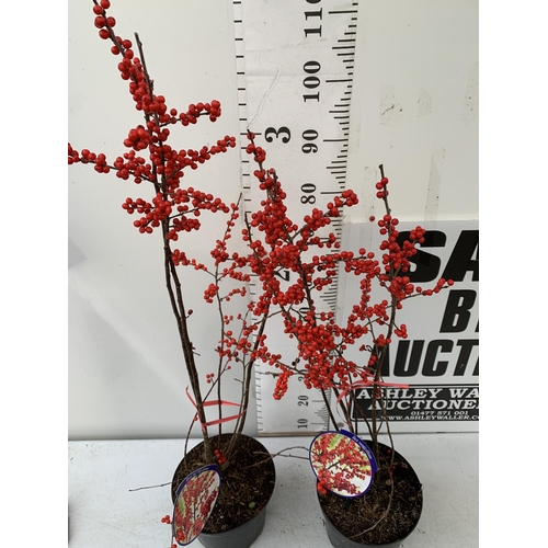 24 - 2 LARGE HOLLY ILEX VERTICILLATA WINTERBERRY IN 5 LTR POTS. APPROX  100-120CM TALL LADEN WITH BERRIES... 