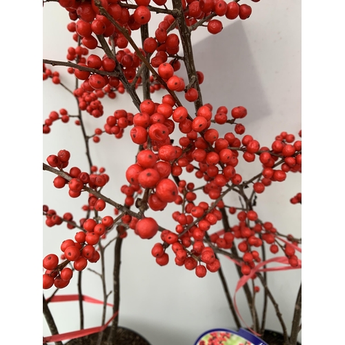 24 - 2 LARGE HOLLY ILEX VERTICILLATA WINTERBERRY IN 5 LTR POTS. APPROX  100-120CM TALL LADEN WITH BERRIES... 