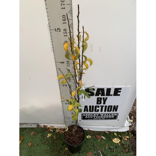 49 - ONE PEAR PYRUS FRUIT 'CONFERENCE' 170CM TALL IN A 12 LTR POT. PRODUCES SWEET JUICY FRUIT AND IS A GO... 