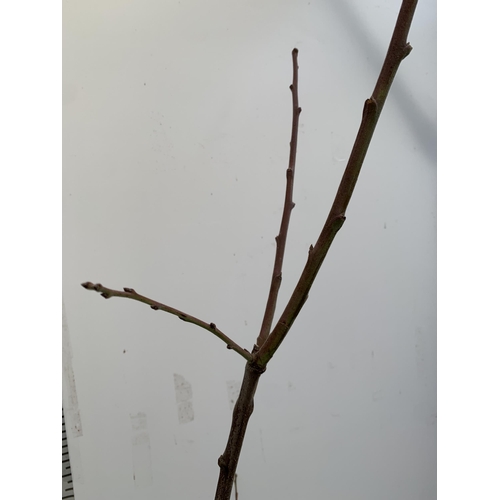 52 - ONE PLUM PRUNUS FRUIT TREE 'VICTORIA'. APPROX 2 METRES IN HEIGHT IN A 12 LTR POT. OVAL BRIGHT RED FR... 