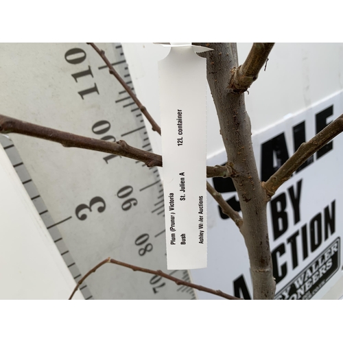 53 - ONE PLUM PRUNUS FRUIT TREE 'VICTORIA'. APPROX 2 METRES IN HEIGHT IN A 12 LTR POT. OVAL BRIGHT RED FR... 