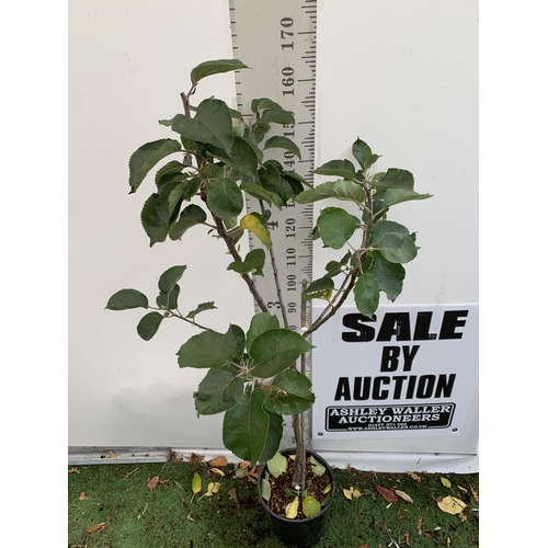 59 - ONE COOKING APPLE BRAMLEY'S SEEDING MALUS TREE. APPROX 180CM TALL IN A 12 LTR POT. PROPAGATED FROM T... 