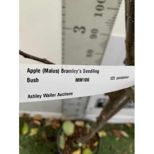 59 - ONE COOKING APPLE BRAMLEY'S SEEDING MALUS TREE. APPROX 180CM TALL IN A 12 LTR POT. PROPAGATED FROM T... 