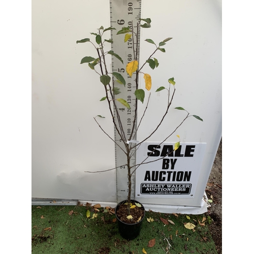 60 - ONE APPLE MALUS COX FRUIT TREE. SELF FERTILE IN A 12 LTR POT APPROX 190CM IN HEIGHT. FRUIT IS THE SA... 