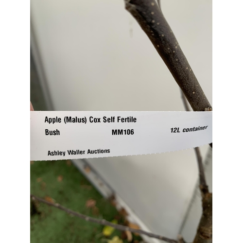 60 - ONE APPLE MALUS COX FRUIT TREE. SELF FERTILE IN A 12 LTR POT APPROX 190CM IN HEIGHT. FRUIT IS THE SA... 