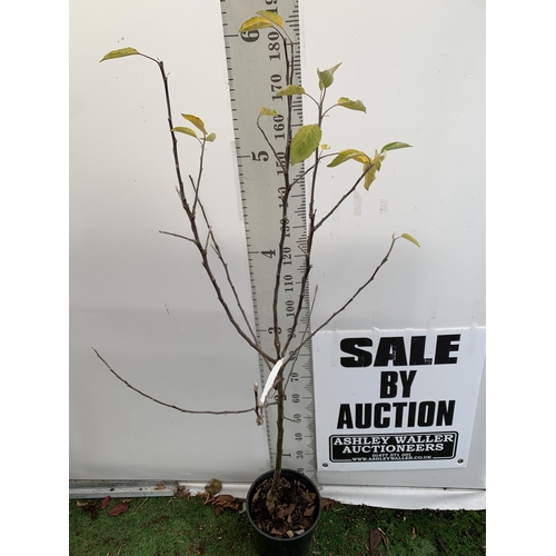 65 - ONE APPLE MALUS COX FRUIT TREE. SELF FERTILE IN A 12 LTR POT APPROX 190CM IN HEIGHT. FRUIT IS THE SA... 