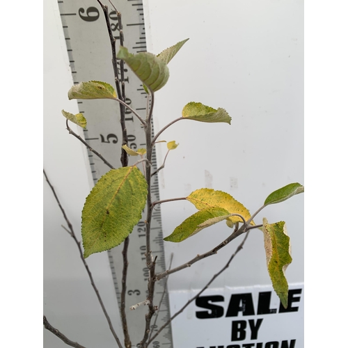 65 - ONE APPLE MALUS COX FRUIT TREE. SELF FERTILE IN A 12 LTR POT APPROX 190CM IN HEIGHT. FRUIT IS THE SA... 