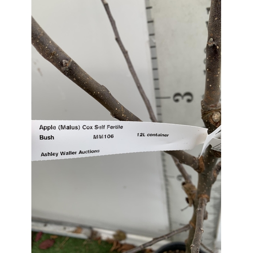 65 - ONE APPLE MALUS COX FRUIT TREE. SELF FERTILE IN A 12 LTR POT APPROX 190CM IN HEIGHT. FRUIT IS THE SA... 