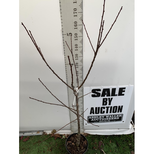 67 - ONE GREENGAGE TREE 'OLD GREENGAGE' APPROX 190CM IN HEIGHT IN A 12 LTR POT. SELECTED BY RHS FOR ITS E... 