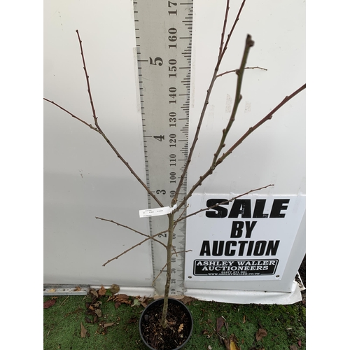 68 - ONE PLUM PRUNUS FRUIT TREE 'VICTORIA'. OVER 2 METRES IN HEIGHT IN A 12 LTR POT. OVAL BRIGHT RED FRUI... 