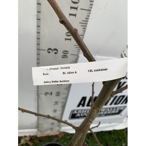 68 - ONE PLUM PRUNUS FRUIT TREE 'VICTORIA'. OVER 2 METRES IN HEIGHT IN A 12 LTR POT. OVAL BRIGHT RED FRUI... 