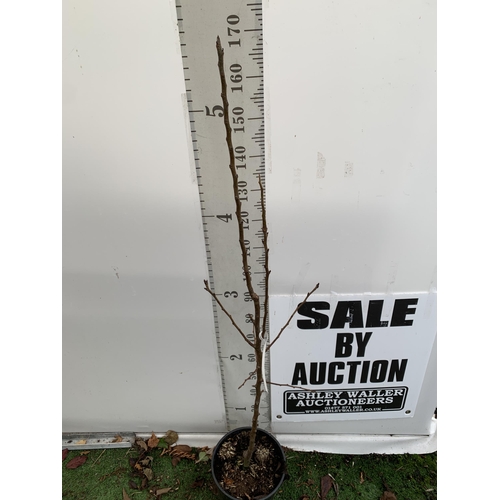 69 - ONE PEAR PYRUS FRUIT TREE WILLIAMS' BON CHRETIEN APPROX 180CM TALL. IN A 12 LTR POT WITH NO VAT, THI... 