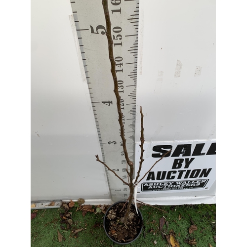 69 - ONE PEAR PYRUS FRUIT TREE WILLIAMS' BON CHRETIEN APPROX 180CM TALL. IN A 12 LTR POT WITH NO VAT, THI... 