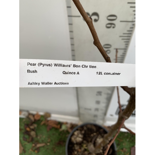 69 - ONE PEAR PYRUS FRUIT TREE WILLIAMS' BON CHRETIEN APPROX 180CM TALL. IN A 12 LTR POT WITH NO VAT, THI... 