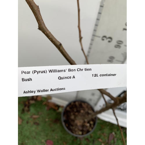 71 - ONE PEAR PYRUS FRUIT TREE WILLIAMS' BON CHRETIEN APPROX 190CM TALL. IN A 12 LTR POT, THIS PEAR IS A ... 